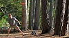 What tree to hit? Bill goes for the sidearm smack. De Laveaga Disc Golf Course, 2009.